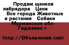 Продам щенков лабрадора › Цена ­ 20 000 - Все города Животные и растения » Собаки   . Мурманская обл.,Гаджиево г.